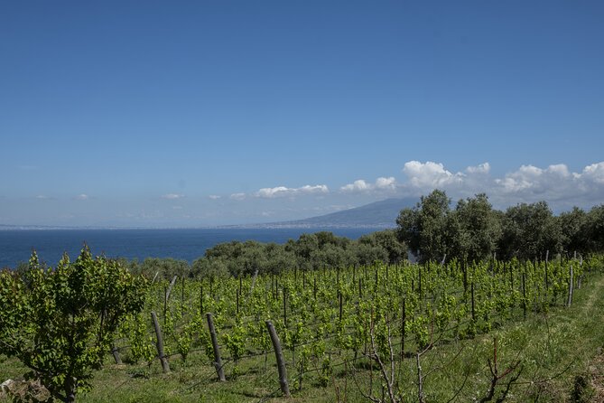 Tasting in the vineyard - Key points to know before you book