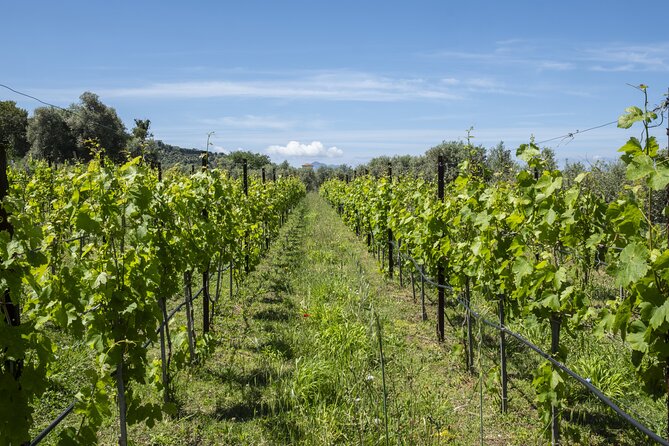 Tasting in the vineyard - Reaching the Aglianico and Piedirosso vineyard