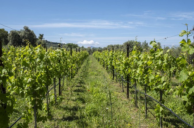 Tasting in the vineyard - What makes the guide important