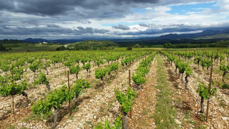 Tasting tour : The secrets of the vineyard Chateau Capion - Key points to know before booking