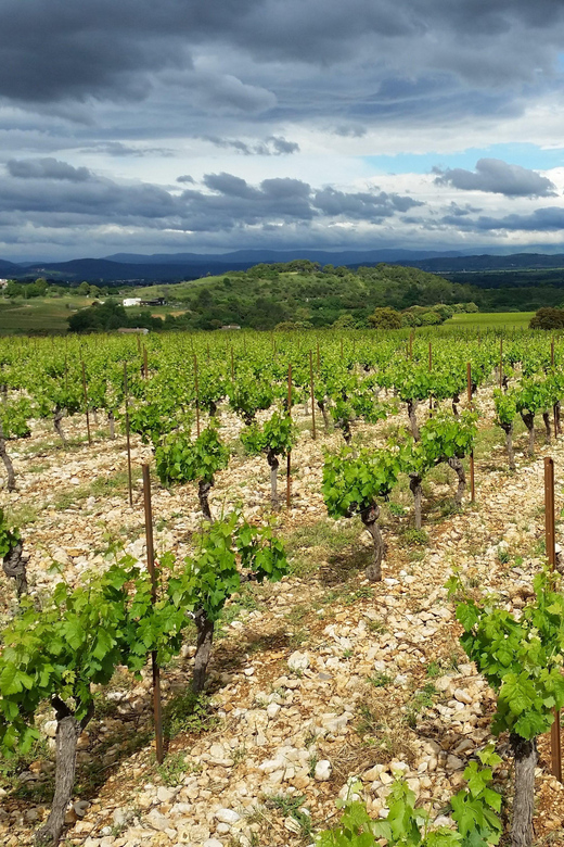 Tasting tour : The secrets of the vineyard Chateau Capion - Who will enjoy this one-hour experience