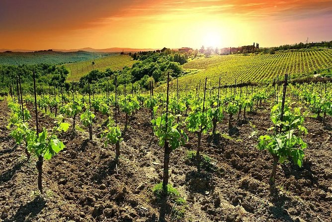 Temecula Wine Country Tour from San Diego - Three winery tastings, three different chances to learn