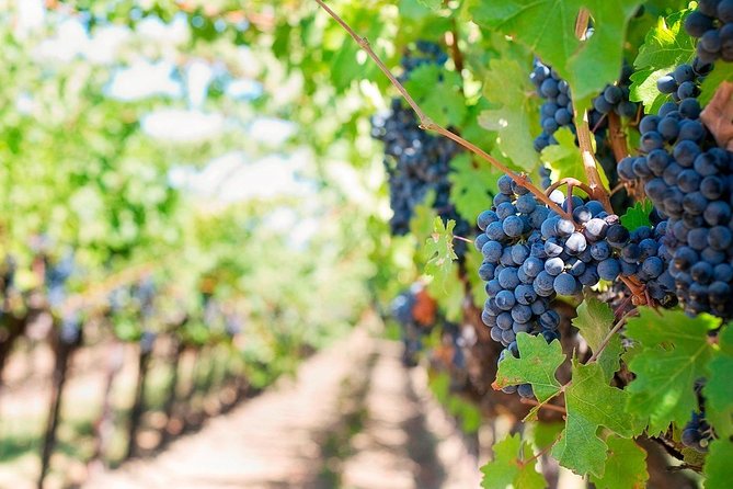 Tenerife Gastronomy Tour with Two Winery Visits and 4-Course Lunch - Casa del Vino and three Tenerife wine samples