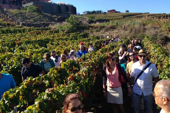Tenerife Gastronomy Tour with Two Winery Visits and 4-Course Lunch - San Cristóbal de La Laguna: a useful first stop