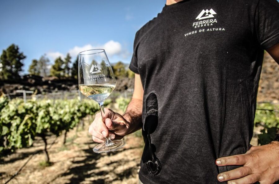 Tenerife: Tour of an Organic Vineyard with Tasting & Snacks - Key points to know before booking