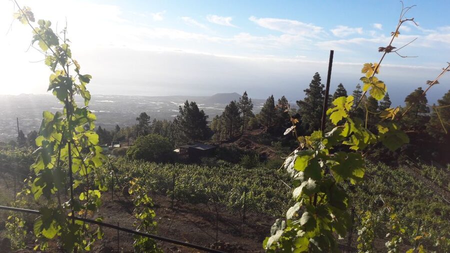 Tenerife: Tour of an Organic Vineyard with Tasting & Snacks - Meeting near FERRERA and starting the route