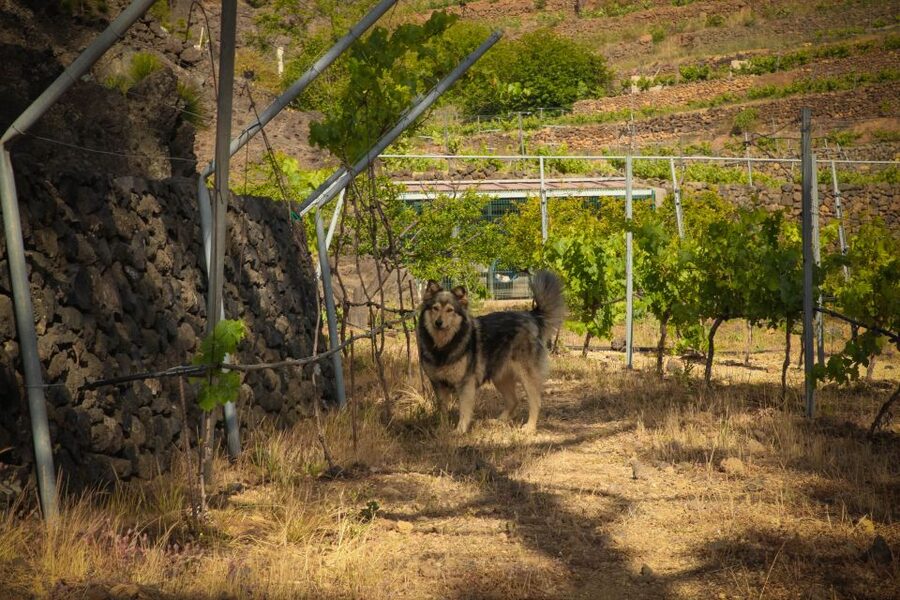 Tenerife: Tour of an Organic Vineyard with Tasting & Snacks - Walking through an organic vineyard at high altitude
