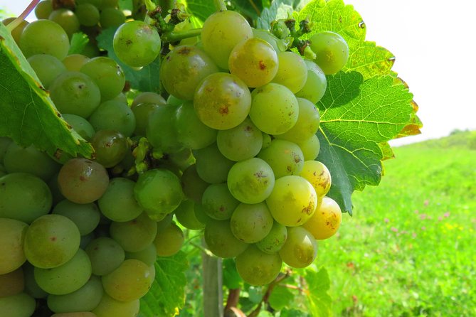The wine route by bike - The return to Bellu Manor is part of the experience