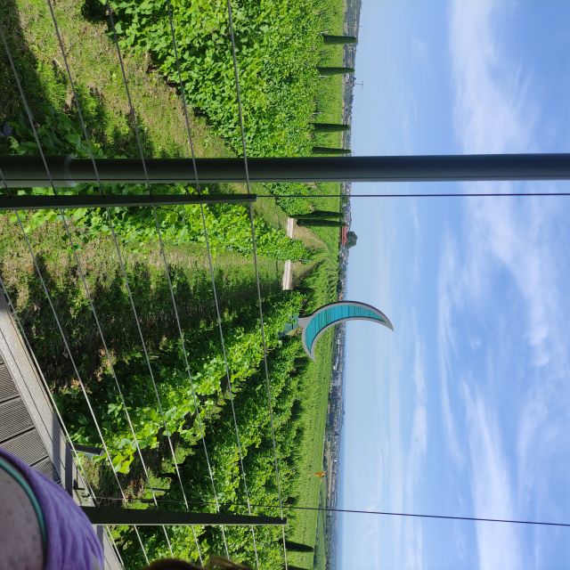Thessaloniki: Winery Visit with Wine Tasting Experience - Five wines, five small pours