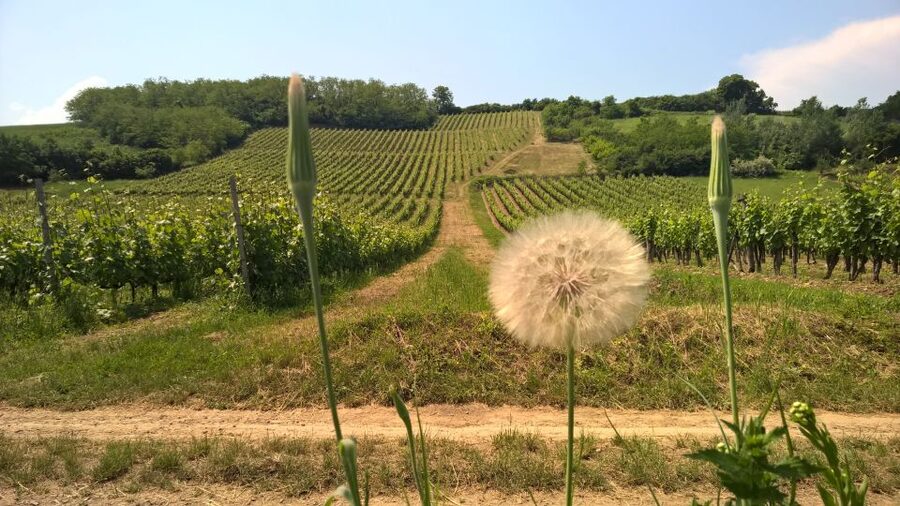 Tokaj: Vineyard Tour & Tasting - Entering a 500-year-old Tokaj wine cellar