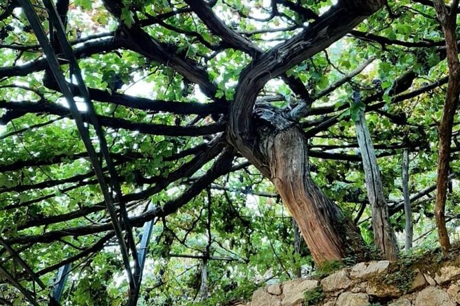 Tour from Napoli to pompei/ercolano: Luxury Tour, Secret Vineyard - Who should book this experience