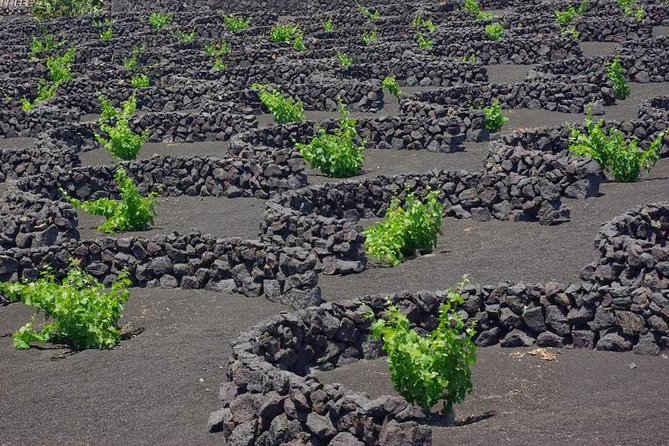Tour Lanzarote South with Winery Visit - What is included, and what you still pay for