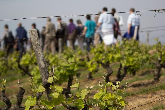 Tour of a Vineyard, Winery & Cellar with Wine Tasting in Vouvray, Loire Valley - At a glance