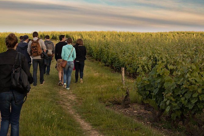 Tour of a Vineyard, Winery & Cellar with Wine Tasting in Vouvray, Loire Valley - Price and the half-day value