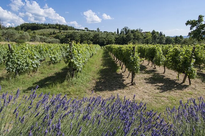 Tour through the vineyards and wine and olive oil tasting in Tuscany - Understanding Villa La Ripa’s extra virgin olive oil