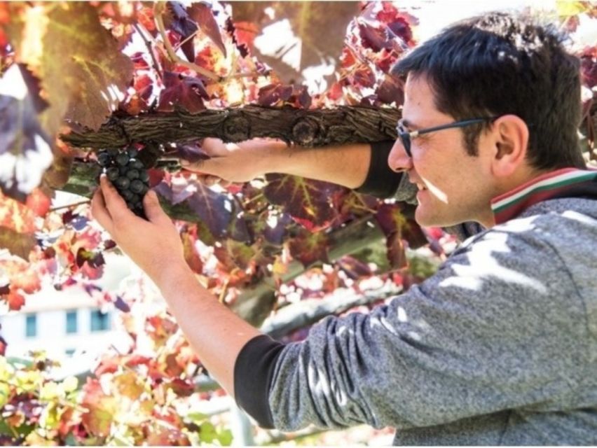 Tramonti: Vineyard & Winery Tour with Tasting & Appetizers - Reaching Cantine Apicella In Capitignano