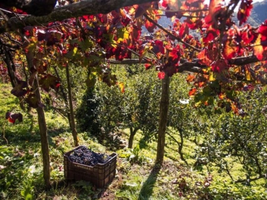 Tramonti: Vineyard & Winery Tour with Tasting & Appetizers - The Apicella Family Story Since 1977