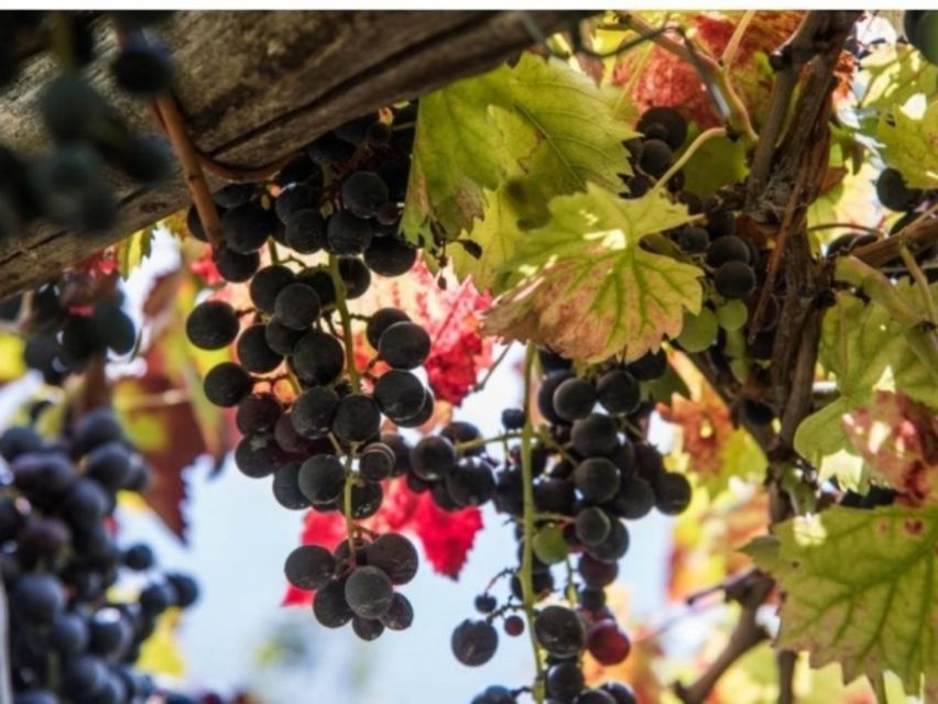 Tramonti: Vineyard & Winery Tour with Tasting & Appetizers - Is The $106 Price Fair?