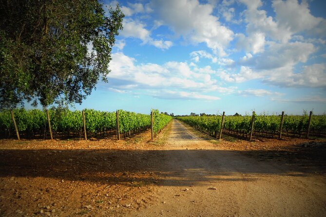 Trani: Wine tasting & Light Lunch in a Vineyard - The people make the tasting personal