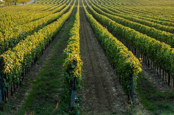 Trani: Wine tasting & Light Lunch in a Vineyard - Four wines and a generous table