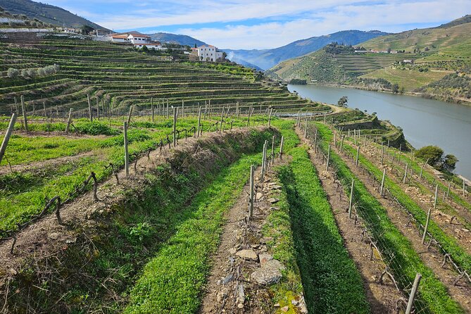Transfer- Porto to Douro Wine Region (or reverse) - Pickup from Porto, the Douro, or a train station