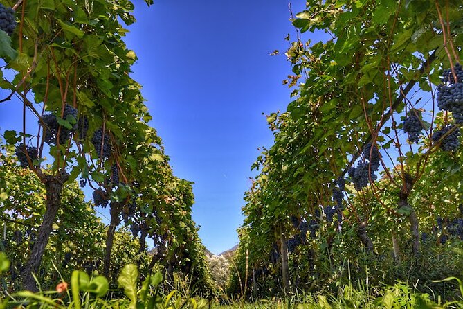 Trentino Wine Journey: Organic Vineyards & Local Delights - The setting is part of the value