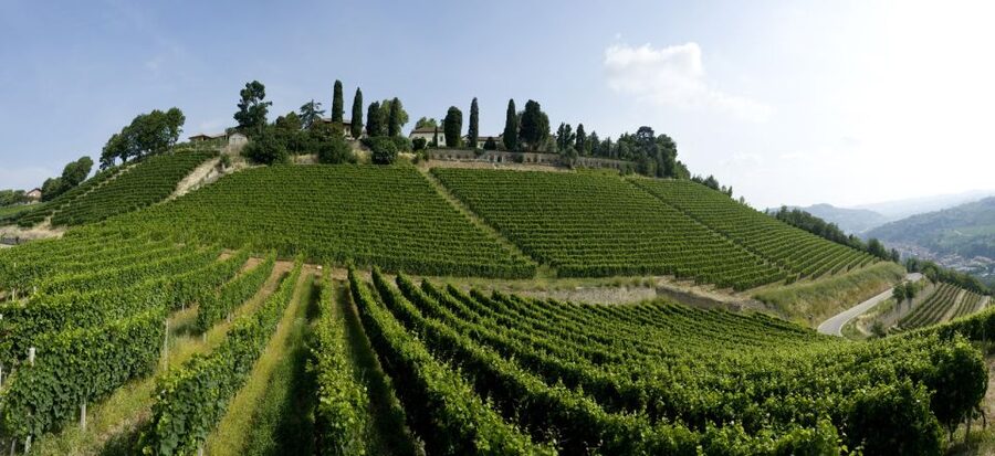 Turin: Private Barolo Wine Region Day Trip with Lunch - The Nebbiolo winery and the making of Barolo