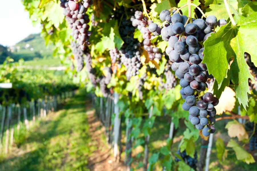 Turin: Private Barolo Wine Region Day Trip with Lunch - Starting in Alba with the first winery visit
