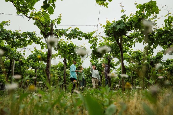 TXAKOLI vineyards HIKE, ZUMAIA and GETARIA - Private Outdoor & Gastronomic Tour - Learning How Txakoli Is Made at Gaintza