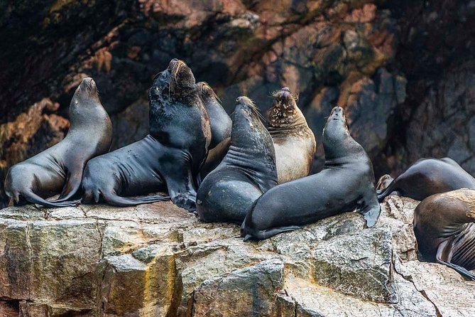 Ultimate Comfort: Lima to Huacachina, Ballestas and Vineyard - Ballestas Islands: Peru’s Compact Wildlife Show
