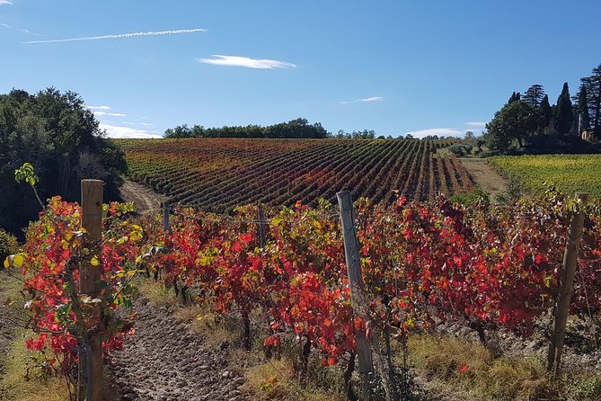 Umbria E-Bike & Wine Tour through Vineyards and Olive Groves - Who will enjoy this best?