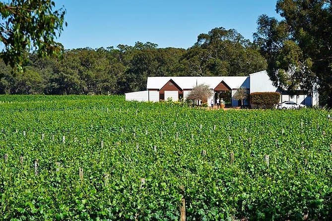 Upper Reach Winery: Swan Valley Winery and Vineyard Tour - Key points to know before booking