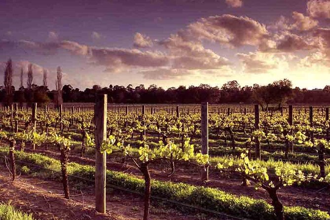 Upper Reach Winery: Swan Valley Winery and Vineyard Tour - Making the most of your visit
