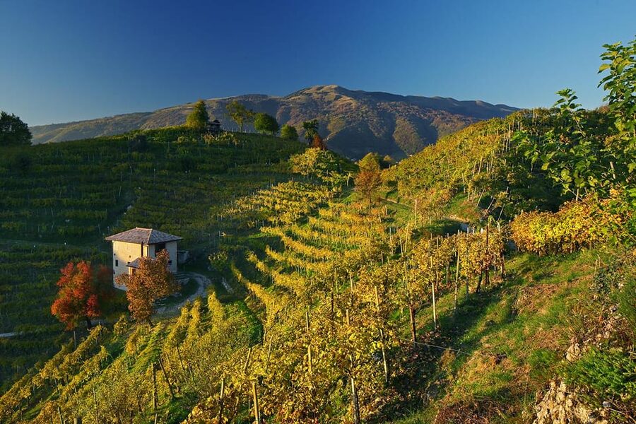 Valdobbiadene: Prosecco tasting with winery & vineyard tour - Is the $70 price good value?