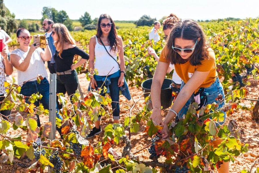 Valencia: Premium Wine Tasting & 3-Course Gastronomic Lunch - White wine beneath the El Renegado oak