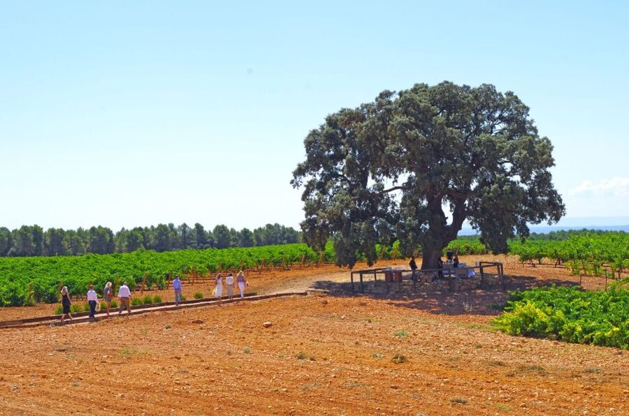 Valencia: Premium Wine Tasting & 3-Course Gastronomic Lunch - Is $109 a fair price?