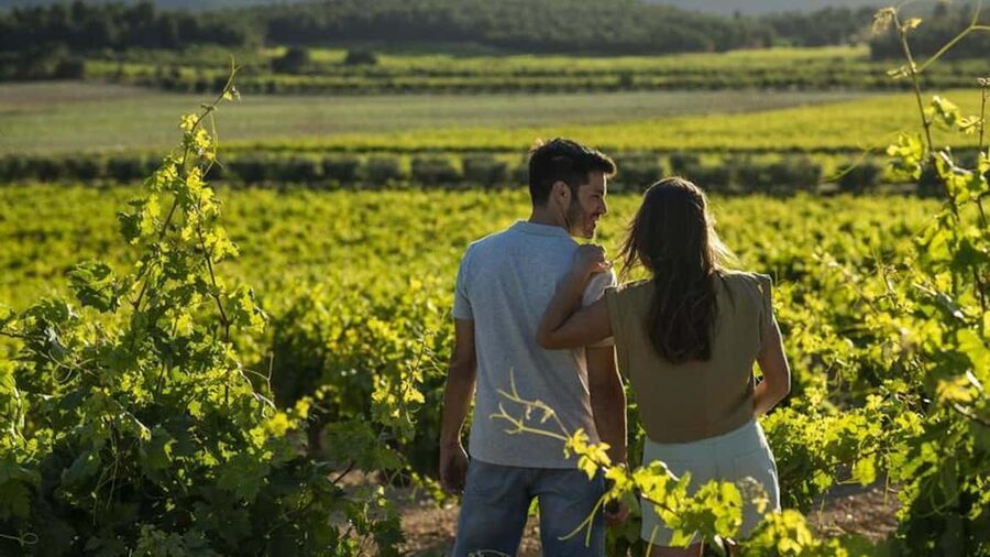 Valencia: Vineyard Tour, Local Wine, Cava Tasting & Snacks - Key points at a glance