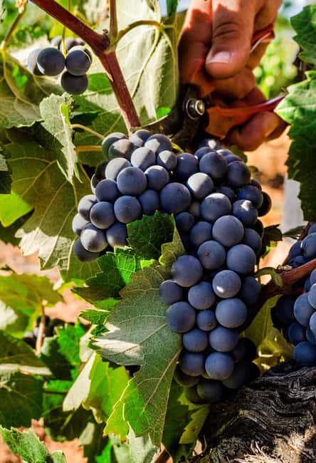 Valencia: Vineyard Tour, Local Wine, Cava Tasting & Snacks - Tasting two wines, cava, and local snacks