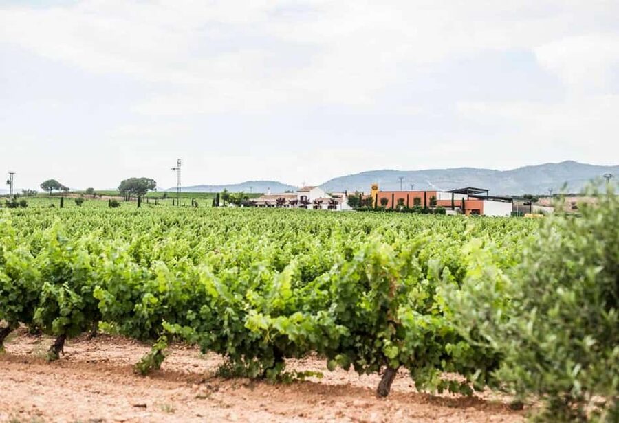 Valencia: Vineyard Tour, Local Wine, Cava Tasting & Snacks - Who will enjoy this outing most?