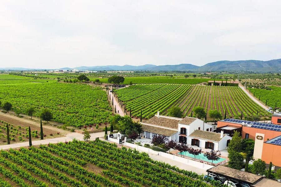 Valencia: Vineyard Tour, Local Wine, Cava Tasting & Snacks - Practical details before you book