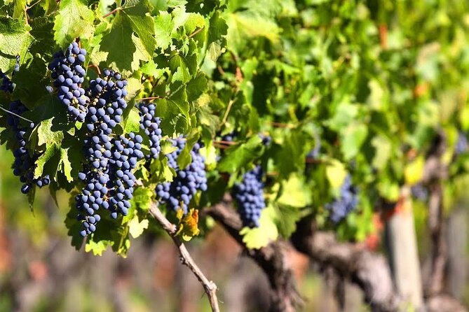 Valle de Guadalupe Premium Wine and Vineyard Wagon Tour - Inside the cellar with a certified sommelier
