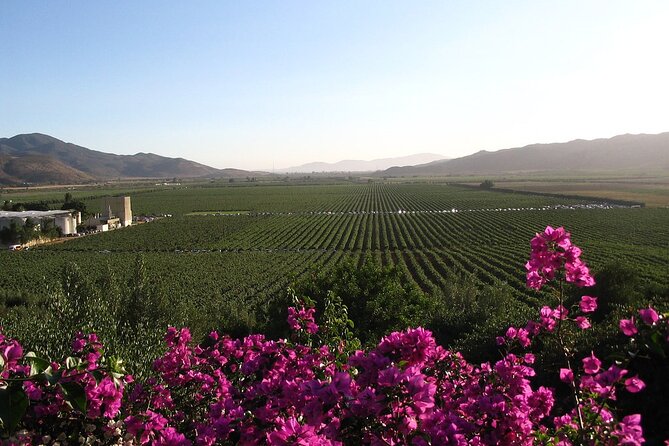 Valle de Guadalupe Winery and Vineyard Tour from San Diego - Key points to know before booking