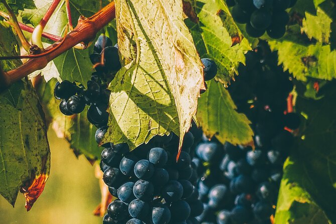 Valle de Guadalupe Winery and Vineyard Tour from San Diego - Following the Pacific coast toward Ensenada