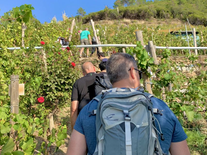 Vernazza: Panoramic Vineyard Trekking Tour w/ Wine Tasting - Starting in Vernazza at Cinque Sensi