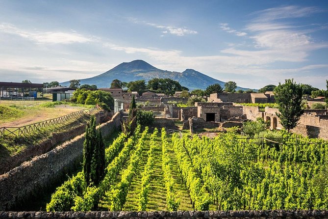 Vesuvius, Pompeii Ruins, experience vineyards and the winery tour with lunch. - Private service, group size, and the real value