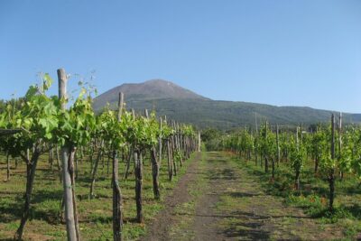 Vesuvius & Vineyard select from Sorrento