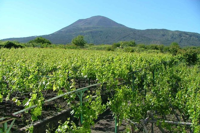 Vesuvius & Vineyard select from Sorrento - Is $122.70 a fair price?