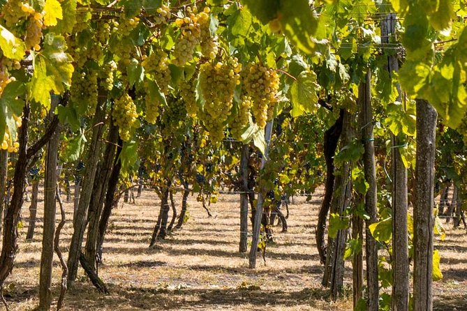 Vesuvius & Vineyard select from Sorrento - Who will enjoy this experience most?