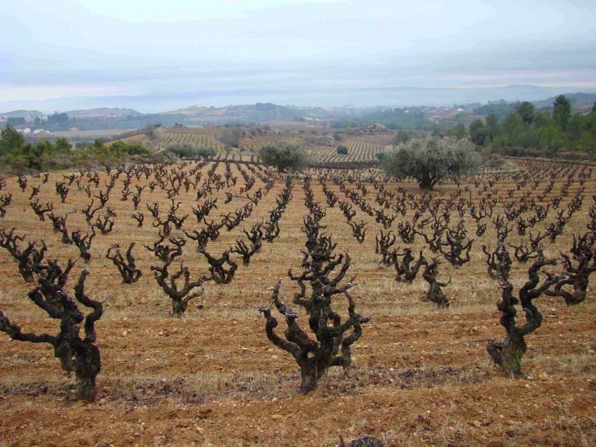 Vilafranca del Penedès: Winery Visit with Tastings - Inside the winery, the process becomes clearer