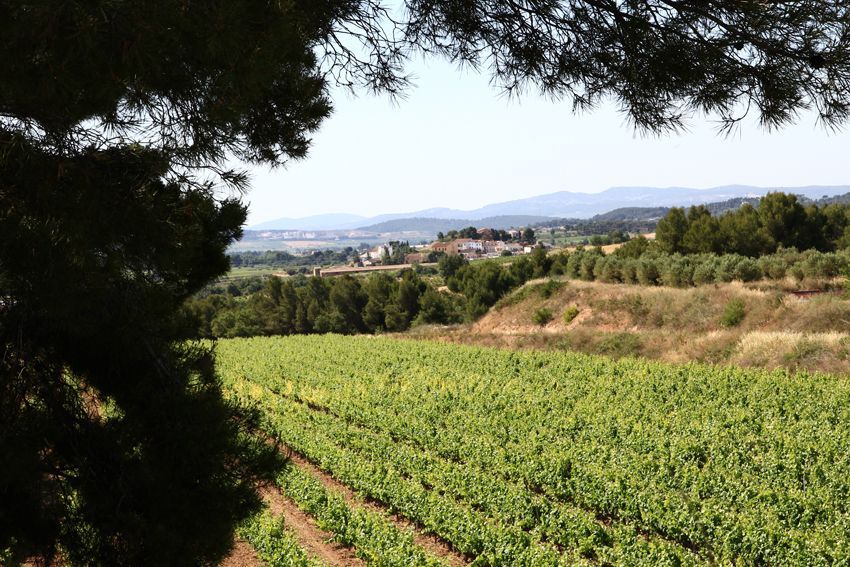 Vilafranca del Penedès: Winery Visit with Tastings - Is the J. Miquel Jané visit worth booking?